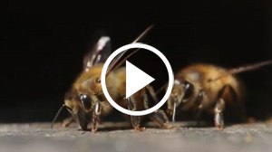 Bee Video